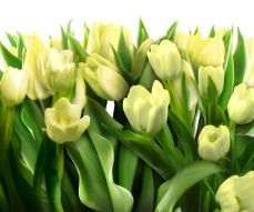 Фотообои Зеленые тюльпаны