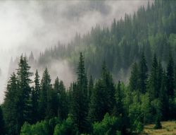 Фотообои лесной туман