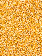 Фотообои Зерна кукурузы