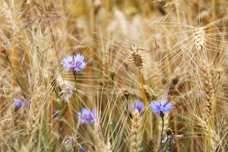 Фотообои Пшеница и васильки