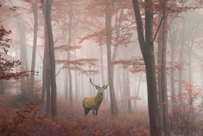 Фотообои Олень в туманном лесу