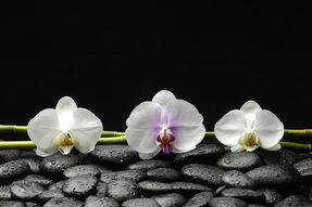 Фотообои Три цветка на камнях